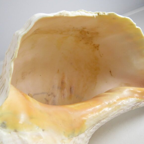 Real Sea Shell 15" long Horse Conch cream & peach coloring Coastal - Picture 11 of 15